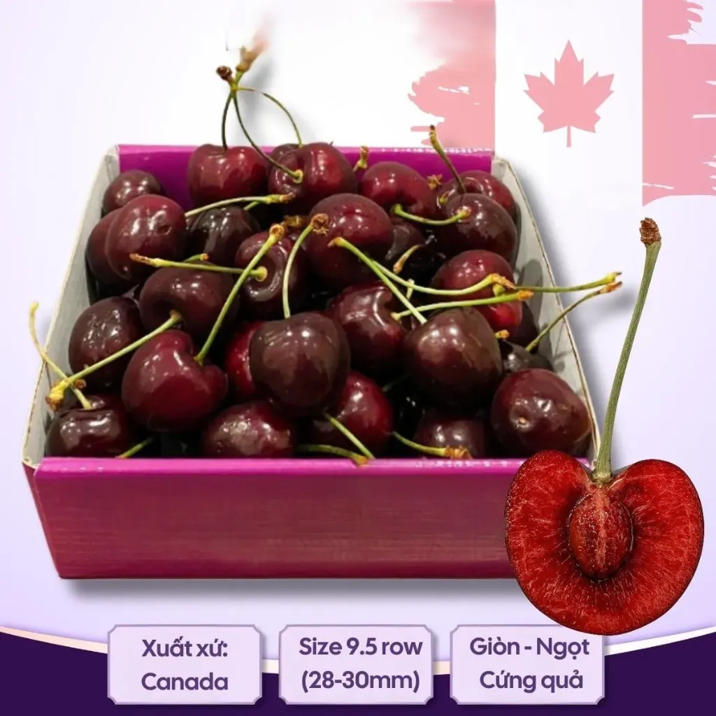 Cherry Jumbo Canada Size 9.5 Row (28-30mm)- Canadian Cherry